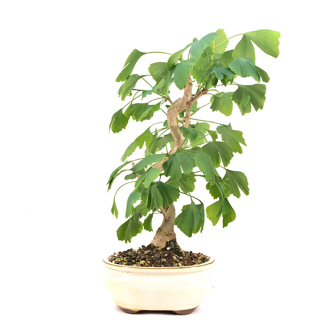 Ginkgo biloba 'Fächerblattbaum'